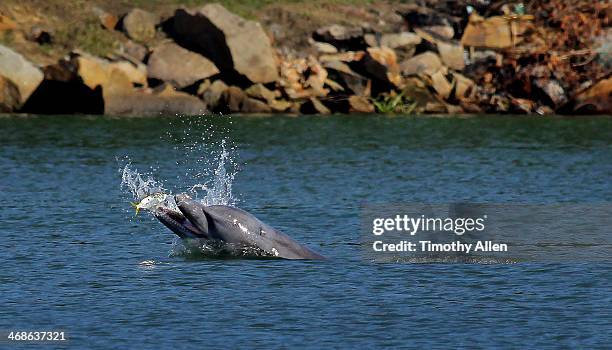 dolphin jumps to catch fish in mouth - vangen stockfoto's en -beelden