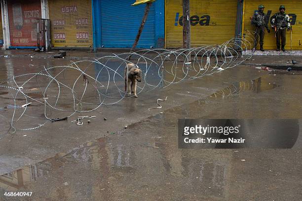 Stray dog crosses a concertina razor wire spread by Indian paramilitary forces amid restrictions and undeclared curfew on the death anniversary of...