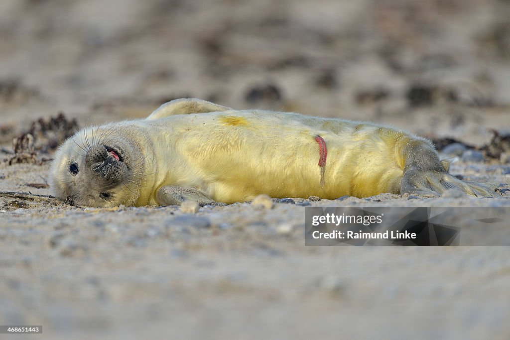 Grey Seal, Halichoerus grypus
