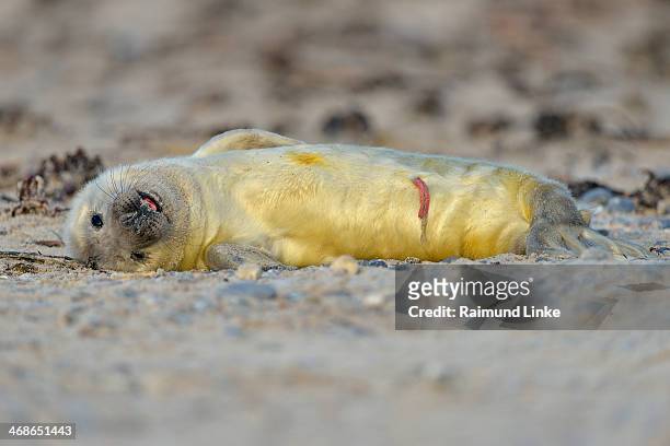 grey seal, halichoerus grypus - penis humour photos et images de collection