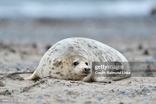 grey seal, halichoerus grypus - kegelrobbe stock-fotos und bilder