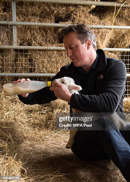 Prime Minister and leader of the Conservative Party David Cameron feeds orphaned lambs on Dean Lane farm near the village of Chadlington on April 5,...