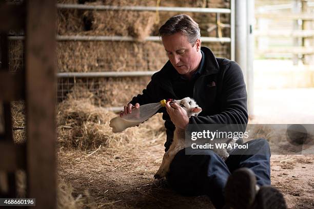 Prime Minister and leader of the Conservative Party David Cameron feeds orphaned lambs on Dean Lane farm near the village of Chadlington on April 5,...