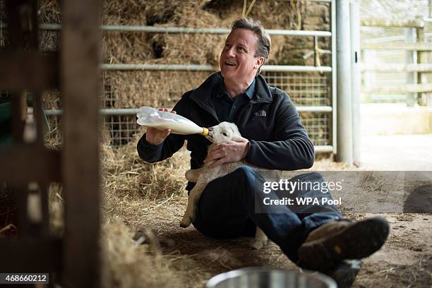 Prime Minister and leader of the Conservative Party David Cameron feeds orphaned lambs on Dean Lane farm near the village of Chadlington on April 5,...