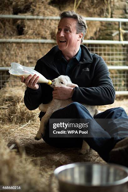 Prime Minister and leader of the Conservative Party David Cameron feeds orphaned lambs on Dean Lane farm near the village of Chadlington on April 5,...