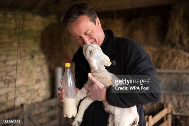 Prime Minister and leader of the Conservative Party David Cameron feeds orphaned lambs on Dean Lane farm near the village of Chadlington on April 5,...