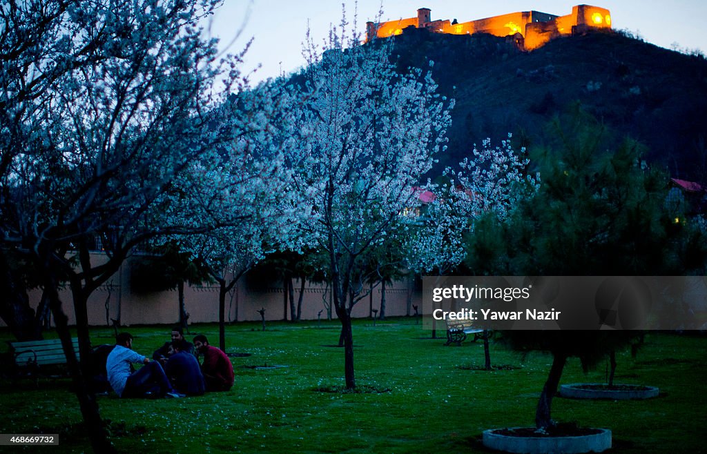 Flowers In Bloom At Outset Of Spring In Kashmir