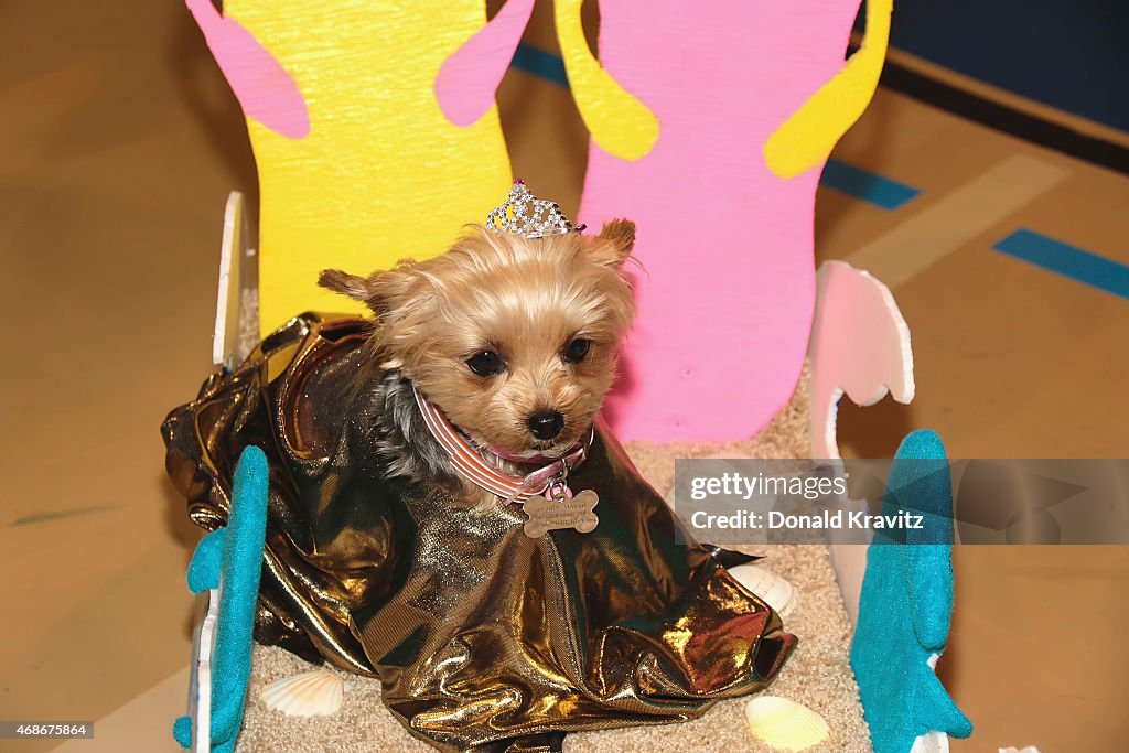 Woof N Paws Pet Fashion Show