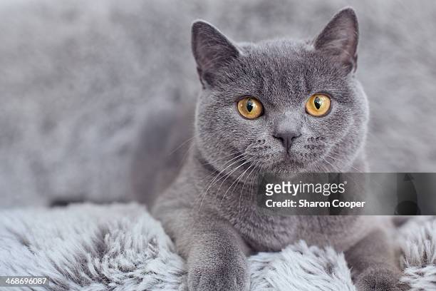 british cat on fur throw - british shorthair cat stock pictures, royalty-free photos & images