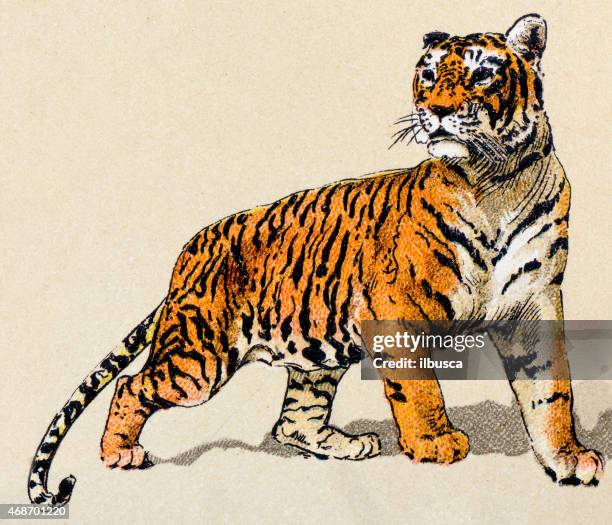 tiger, mammals animals antique illustration - 虎 幅插畫檔、美工圖案、卡通及圖標