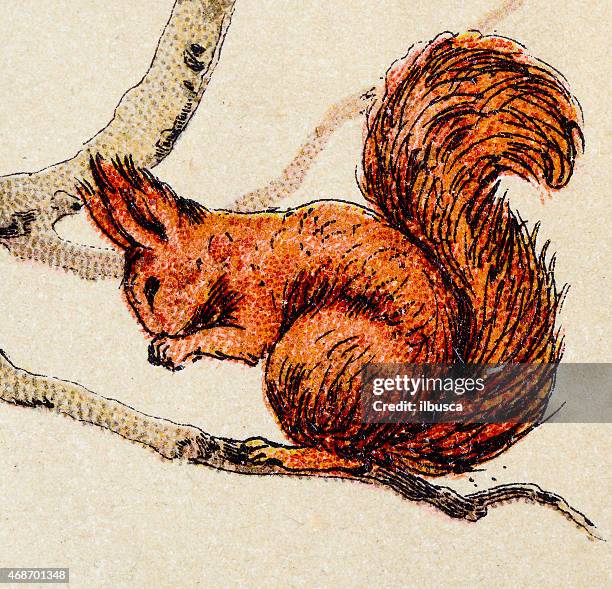 squirrel, mammals animals antique illustration - squirrel stock illustrations