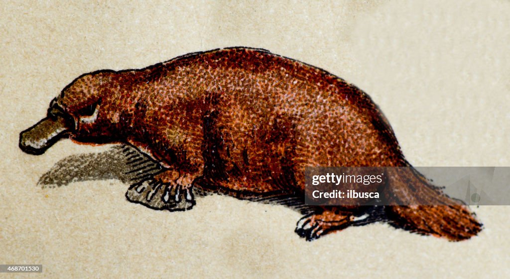 Platypus, mammals animals antique illustration