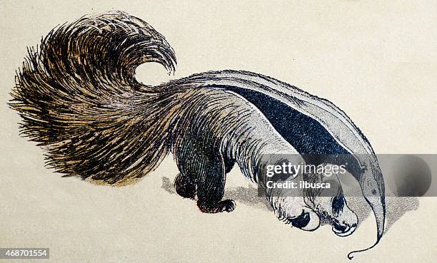 großer ameisenbär, säugetiere tiere antiken illustrationen - giant anteater stock-grafiken, -clipart, -cartoons und -symbole