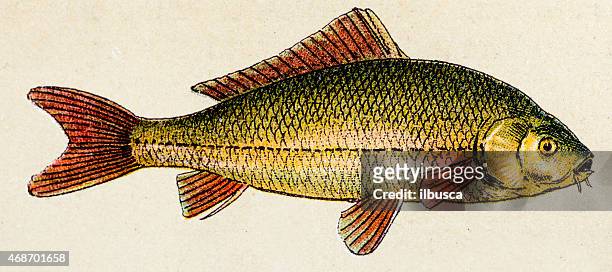 illustrations, cliparts, dessins animés et icônes de common forfait carp, poisson animaux antiquités illustration - carpe