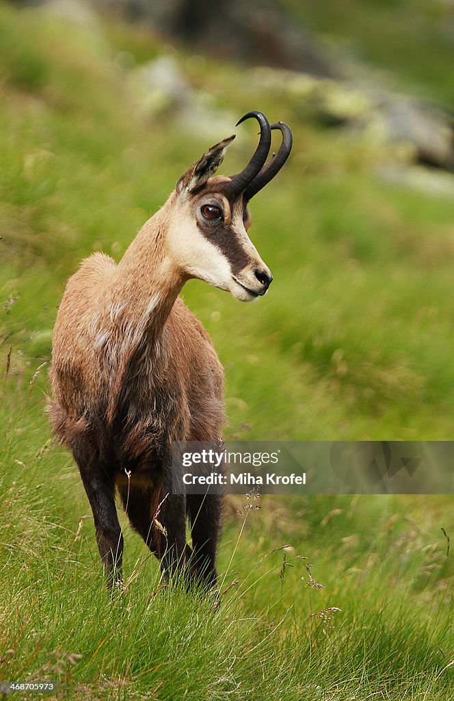 Male Apline chamois