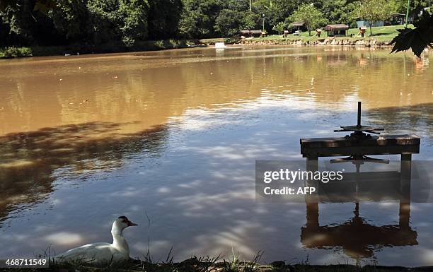 View of a pond at the Laudo Natel athletes formation and training centre of Sao Paulo FC in Cotia, some 34 km from Sao Paulo, which will host...