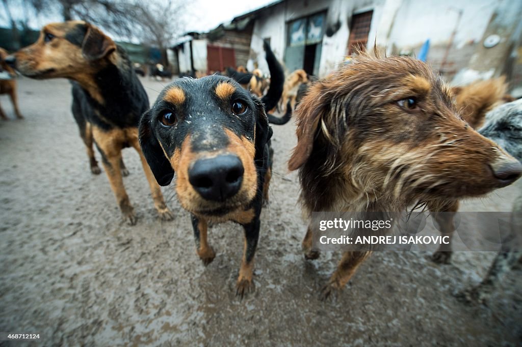 SERBIA-ANIMAL-DOG-FEATURE