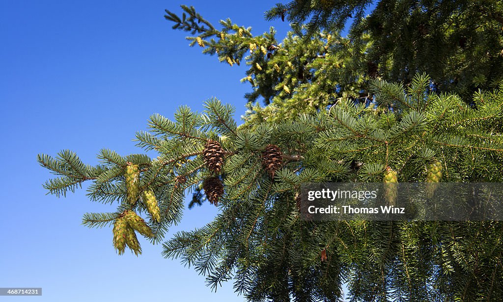 Fresh and old pine cones