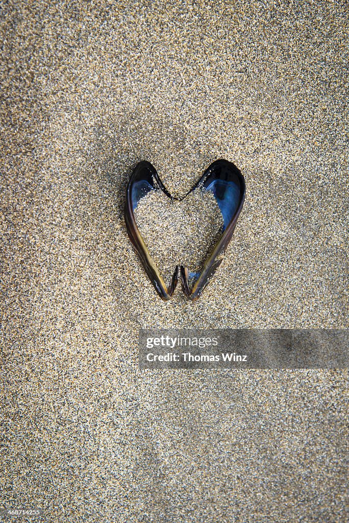 Sand filled Shell on the Beach