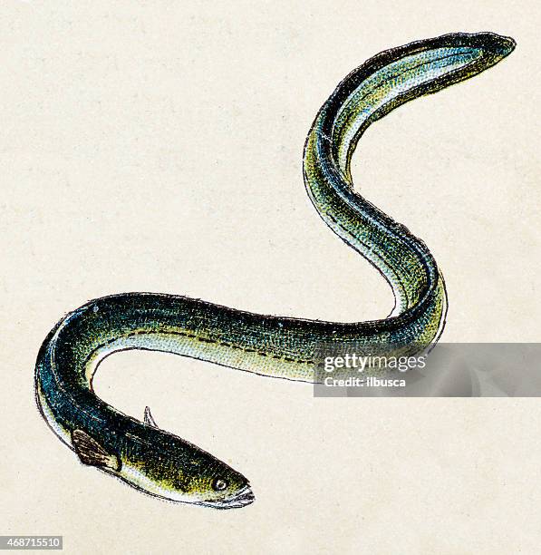 european eel, fish animals antique illustration - european eel stock illustrations
