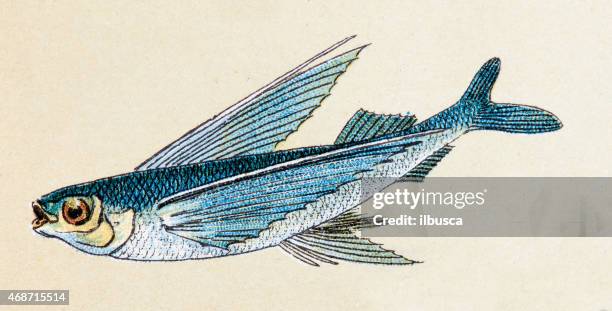 flying fish, fish animals antique illustration - flying fish stock illustrations