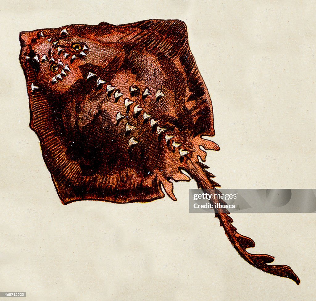 Thornback ray, fish animals antique illustration