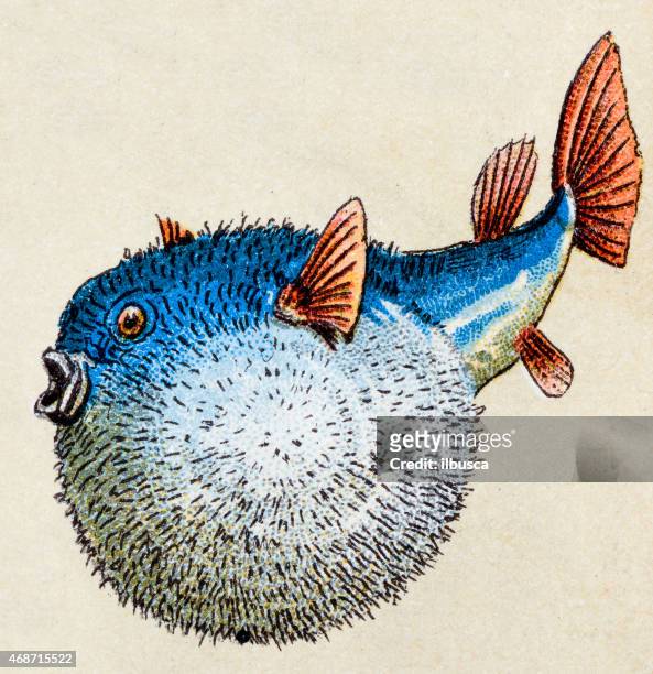 spotfin burrfish, fish animals antique illustration - butterflyfish stock illustrations