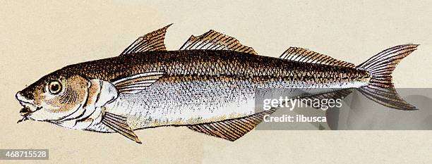 haddock, fish animals antique illustration - haddock stock illustrations