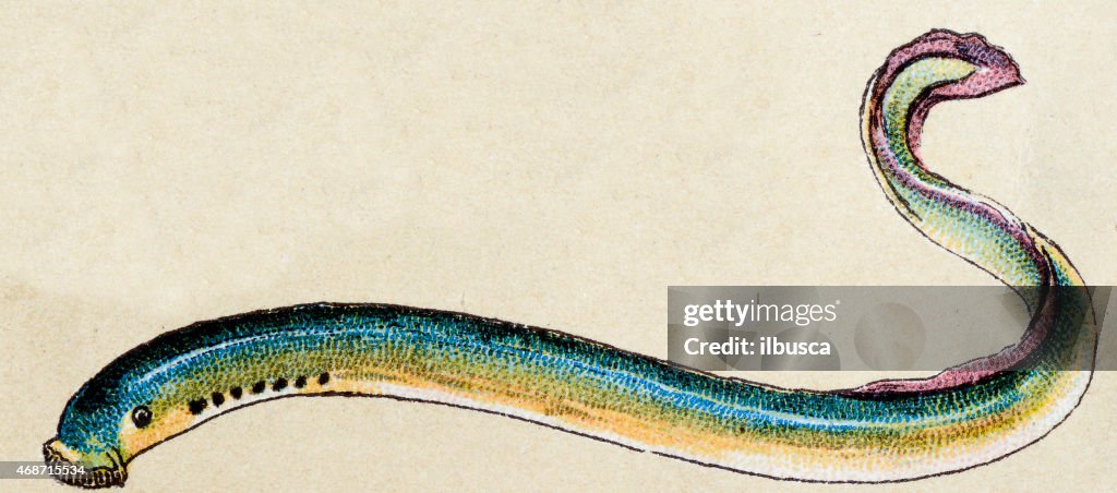 Lamprey, fish animals antique illustration