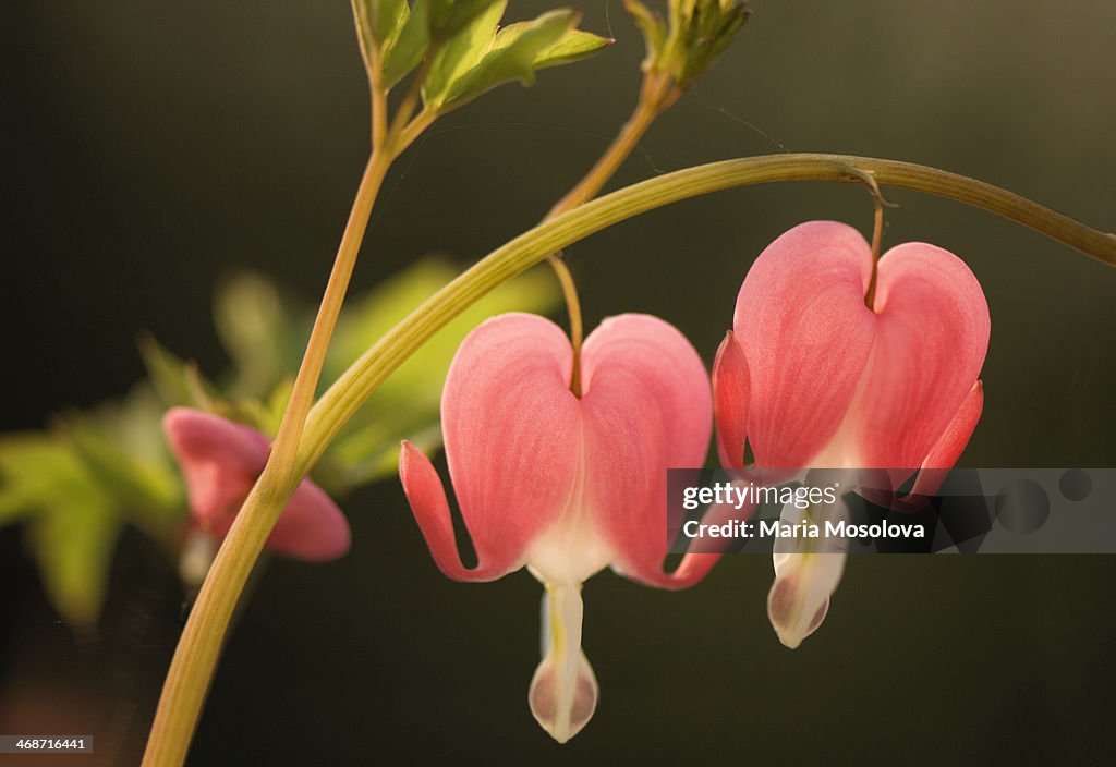 Two Bleeding Heart Flowers Touching