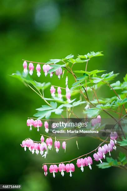 bleeding heart - bleeding heart stock pictures, royalty-free photos & images