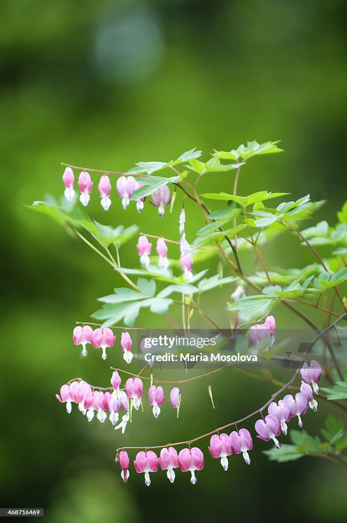 Bleeding Heart