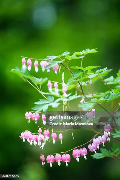 Bleeding Heart, Foto de stock