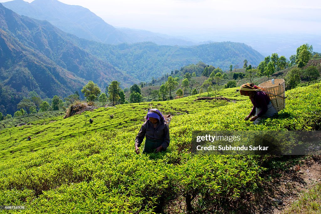 Makaibari Tea Estates