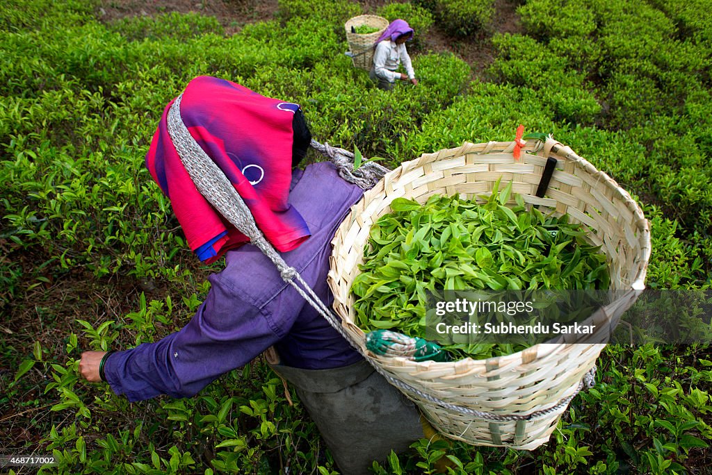 Makaibari Tea Estates