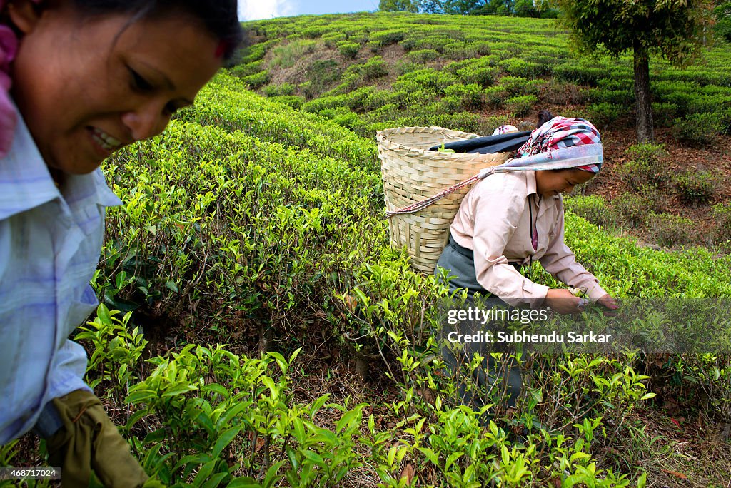 Makaibari Tea Estates