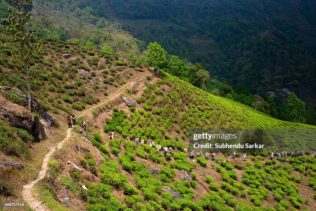 Makaibari Tea Estates