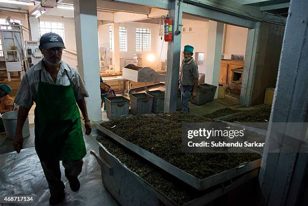 Workers are busy collecting tea leaves of various gradations from a machine that sorts out tea at Makaibari tea factory. Set up in 1859 off Kurseong...