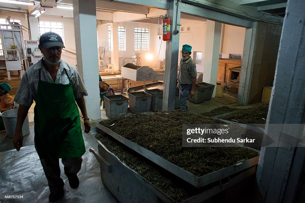 Makaibari Tea Estates