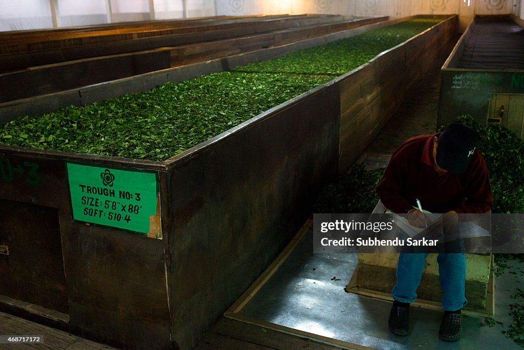 Makaibari Tea Estates