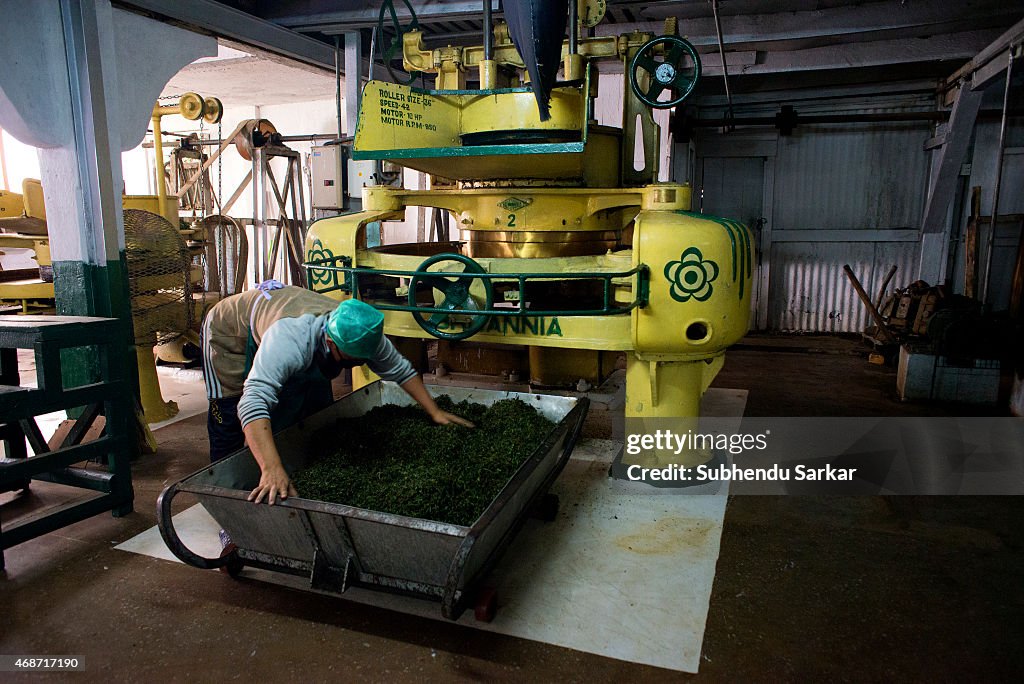 Makaibari Tea Estates