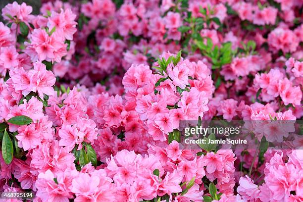 Azaleas are seen during a practice round prior to the start of the 2015 Masters Tournament at Augusta National Golf Club on April 6, 2015 in Augusta,...