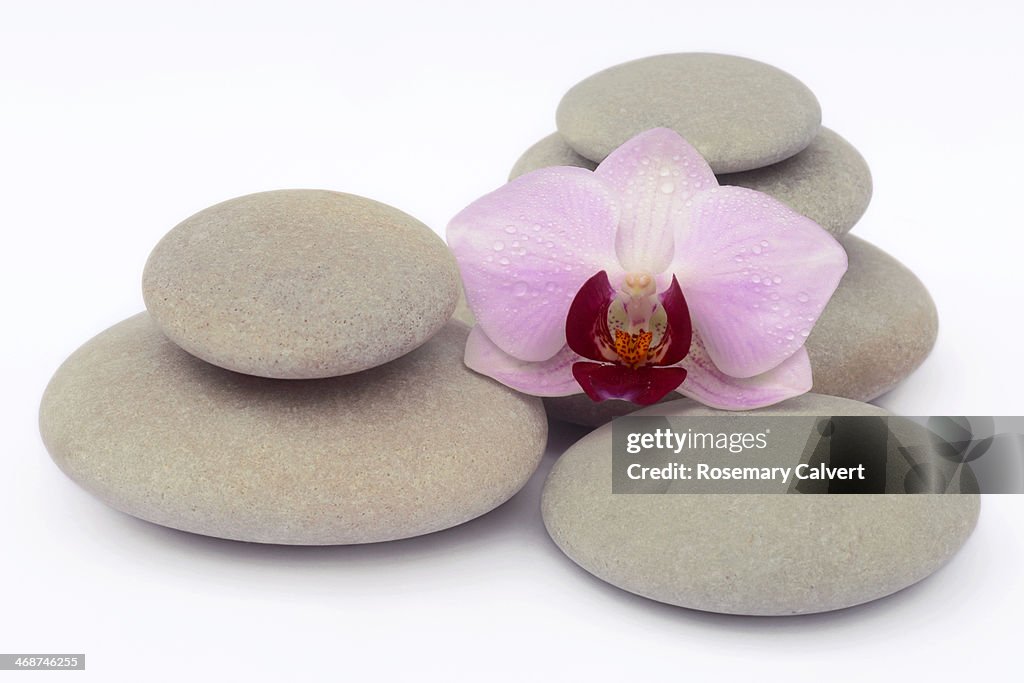 Pale pink and magenta orchid on smooth pebbles