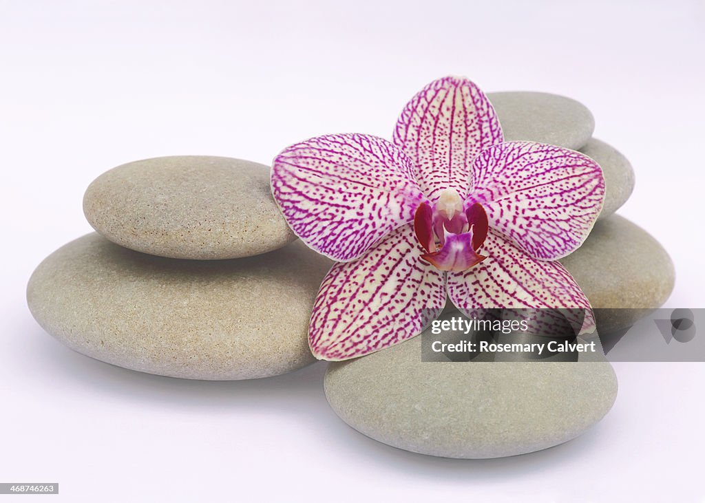 Variegated orchid with smooth, round pebbles