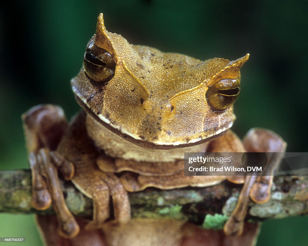 Gastrotheca cornuta, Horned Marsupial Frog
