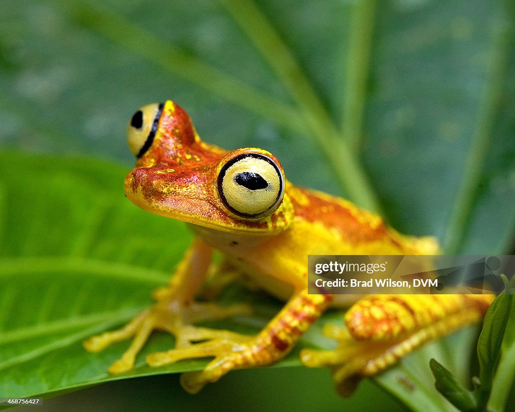 Hypsiboas picturatus, Imbabura Treefrog