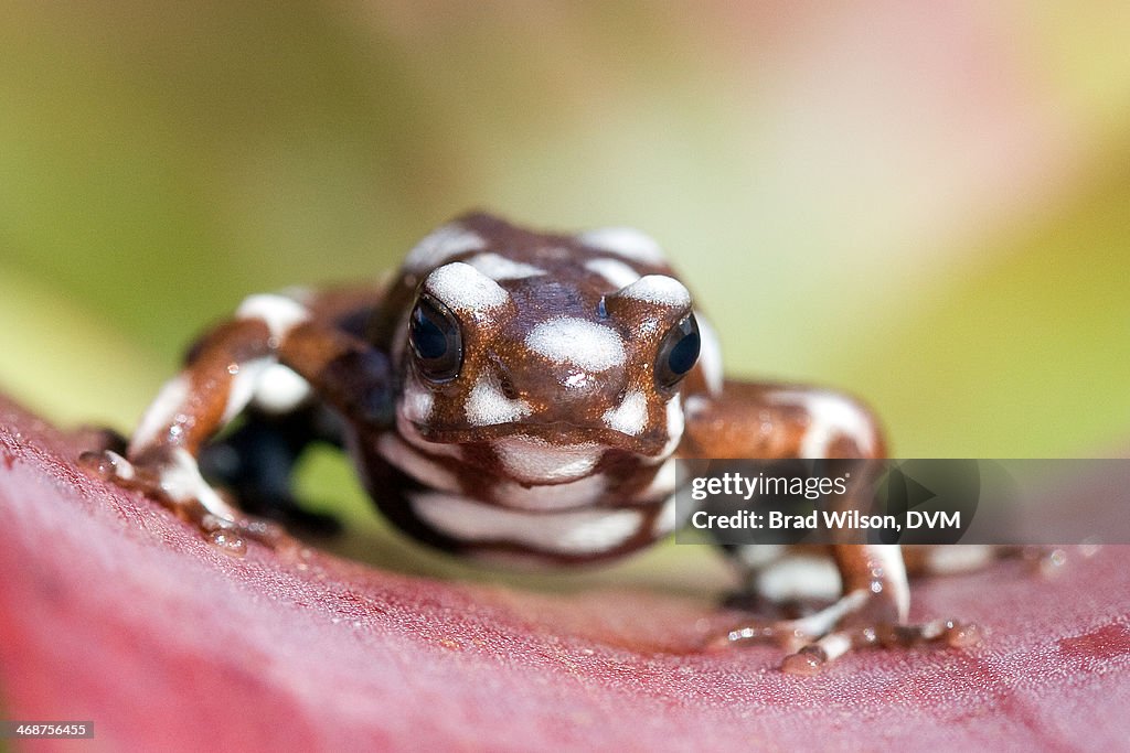 Excidobates mysteriosus, Rio Maranon Poison Frog