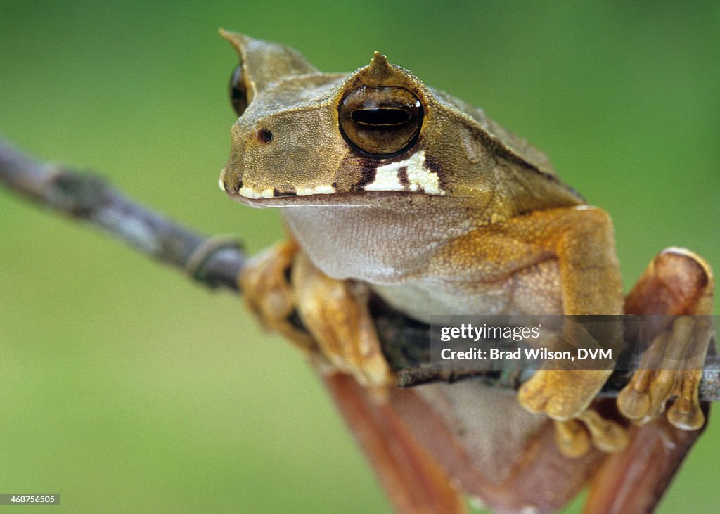Gastrotheca cornuta, Horned Marsupial Frog