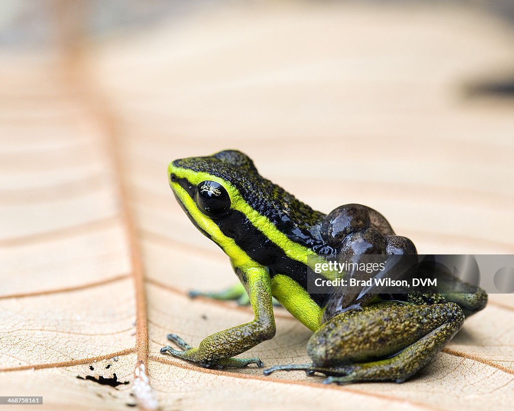 Ameerega petersi, Peru Poison Frog