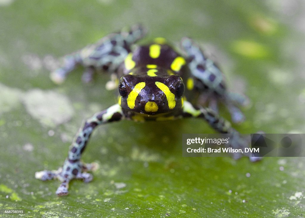 Ranitomeya vanzolinii, Spotted Poison Frog